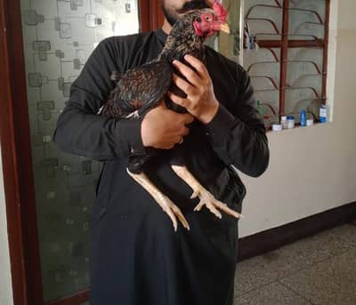 Aseel mianwali A1 quality pair for sale