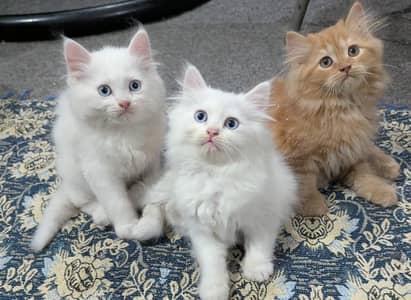 parsian black beauty male kitten