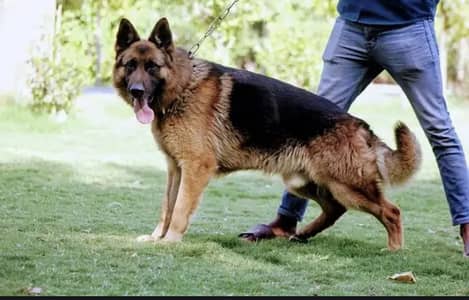 German shephard male for sale