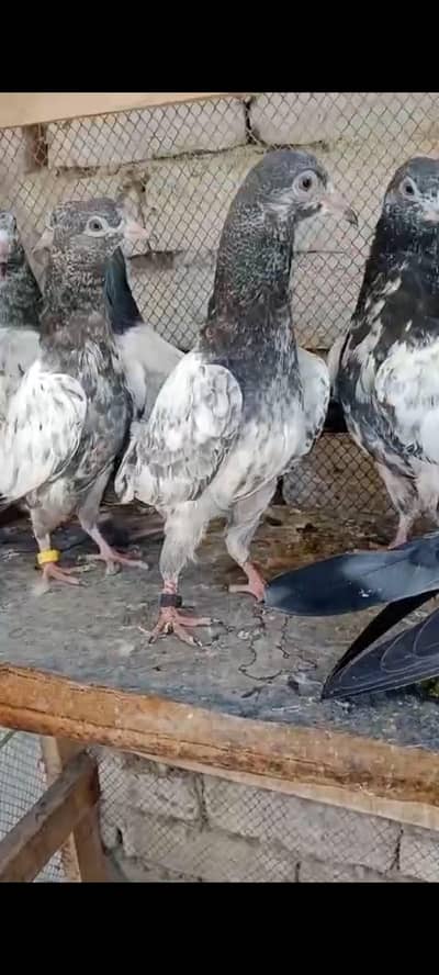 teddy and rampori pathy pathiyan for sale