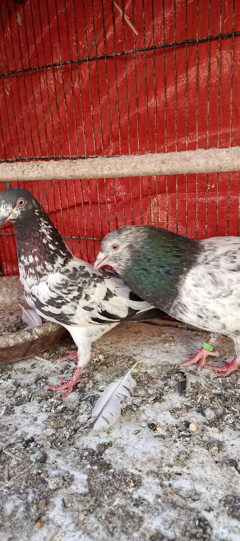 Different pigeons 7