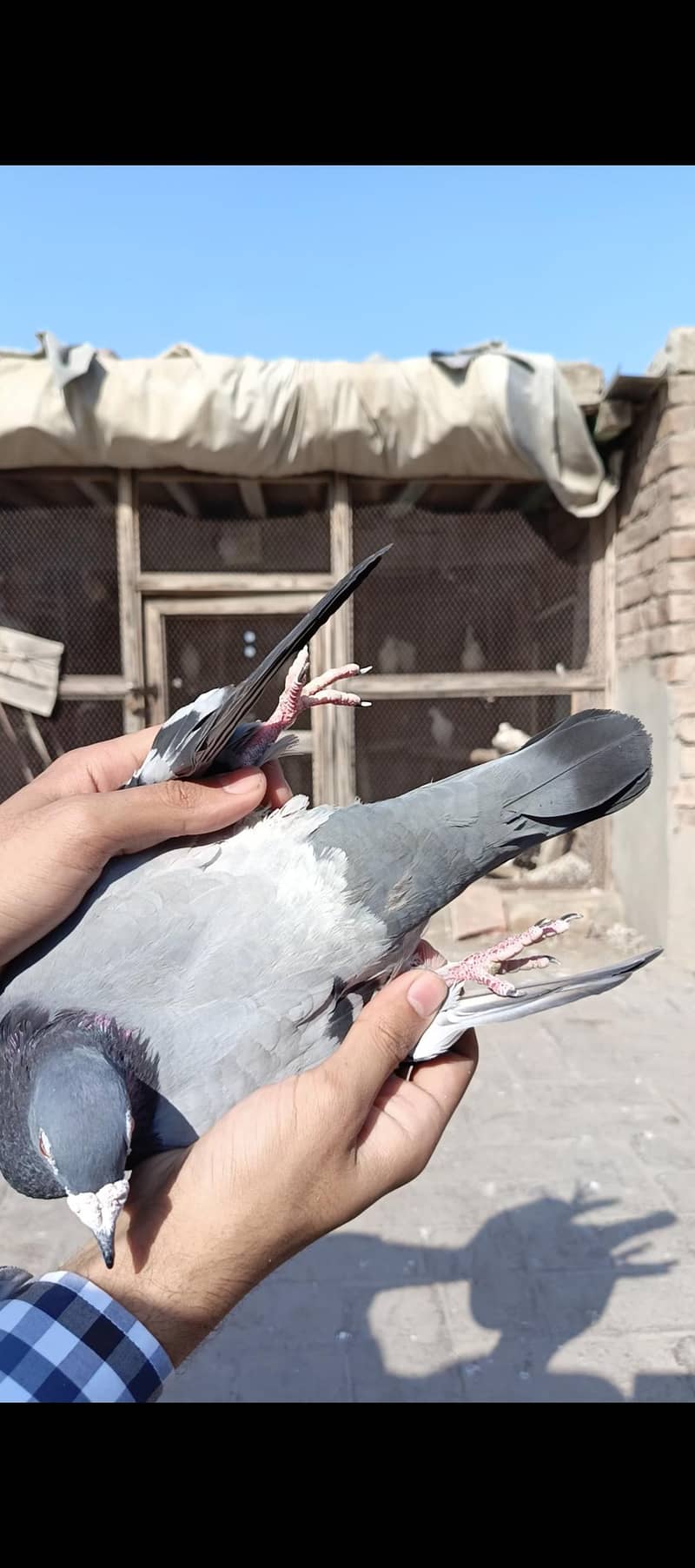 Different pigeons 10