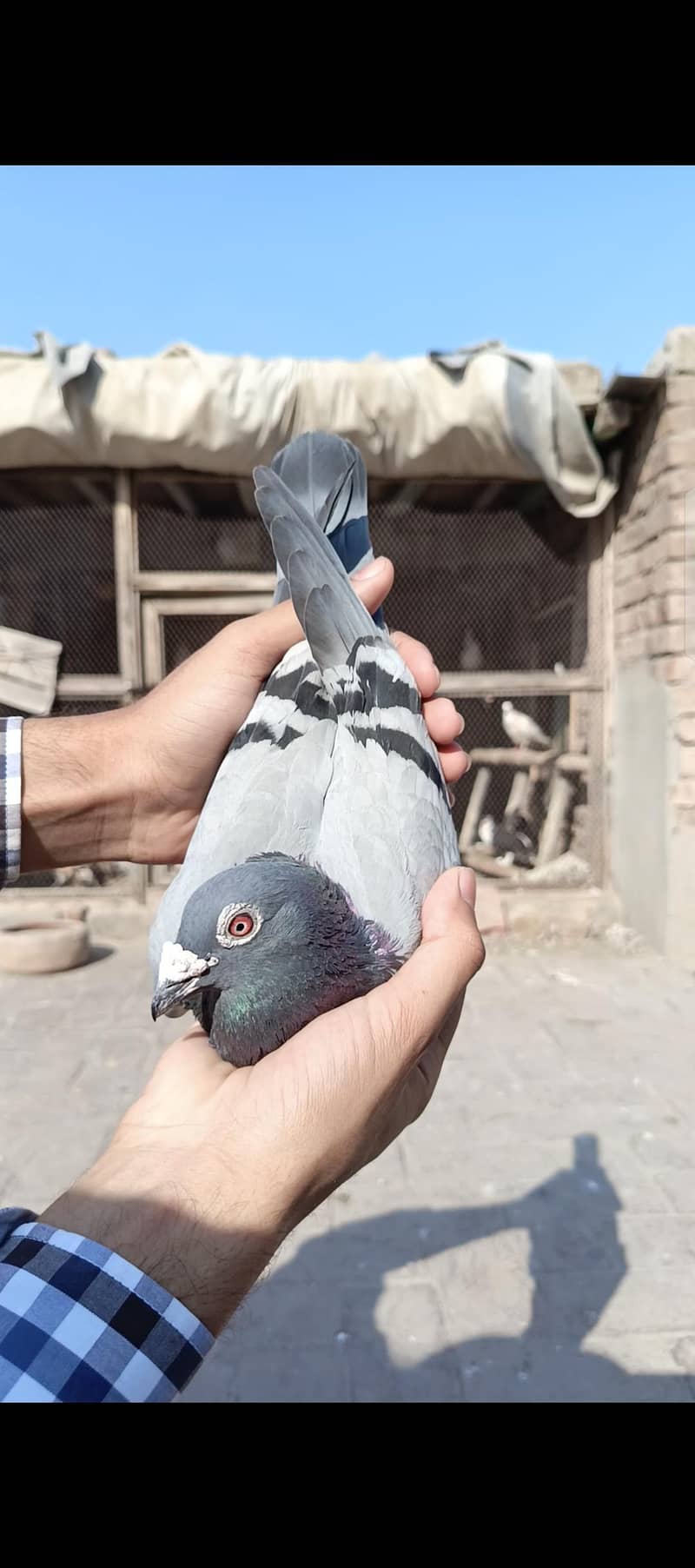 Different pigeons 11