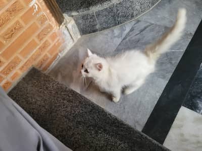 Persian Cat trained