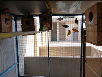 Beautiful Lovebirds Pair & Colony for Sale 
