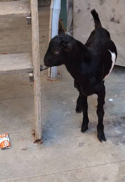 tedda/black/white/male/qurbani/shoq/sale/for sale/karachi