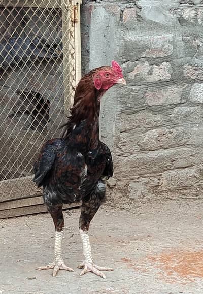 03237700235 whatsaap number Aseel murga for sale