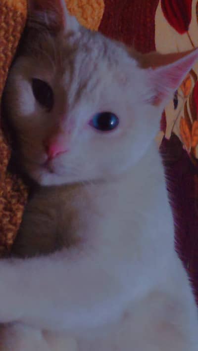 Turkish Van. odd eyes one eye blue and one green, up for adoption.