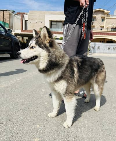 Kittens | Persian Kittens  | pure Persian kittens For Sale