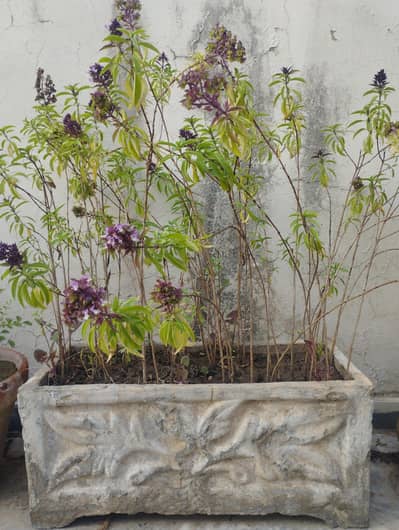 Plants Gamla Flower urgent sale