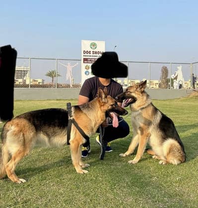 2 breeder german shepherd female