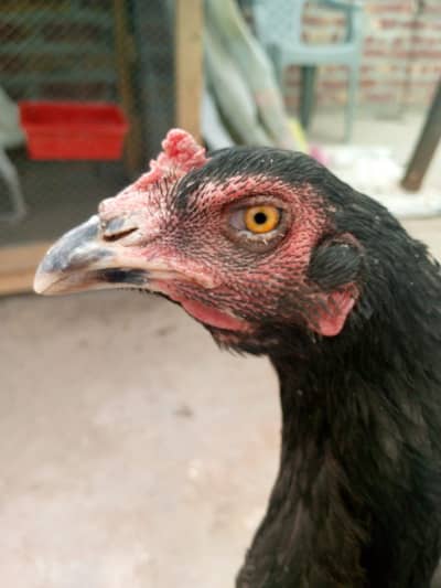 A+Quality Thai hen + Heera aseel Pathy