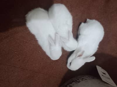 White Rabbits (Red Eyes)