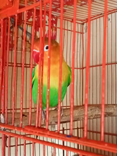 love bird aur cage