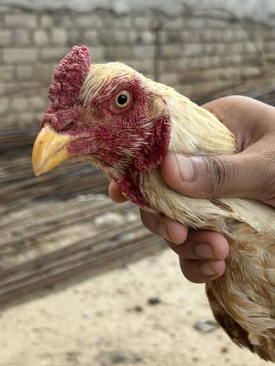 Aseel mianwali nasal