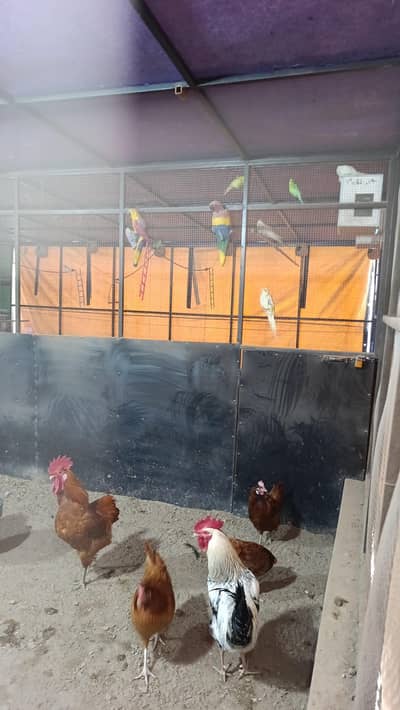 All Birds Setup For sale