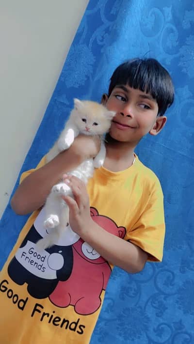 persian kitten for sale