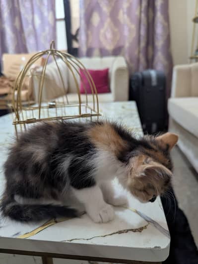 Persian cat adoption