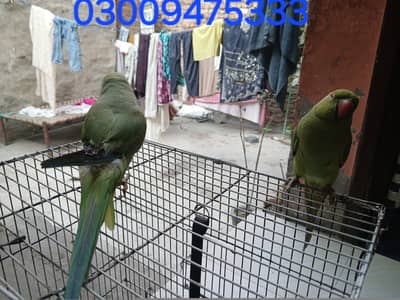 2 Green Neck With Cage chicks