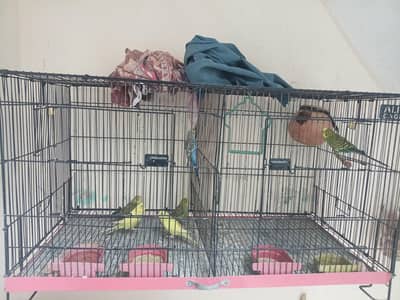 ایک جوڑا ٹھنڈے پہ بیٹھا ہوا ہے اور ایک جوڑا اور اور تین توتی ہیںہ