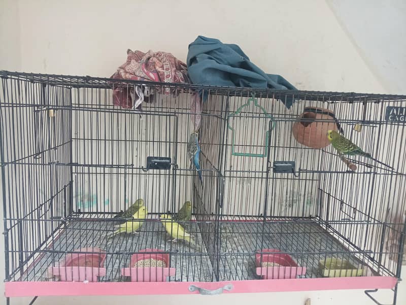 ایک جوڑا ٹھنڈے پہ بیٹھا ہوا ہے اور ایک جوڑا اور اور تین توتی ہیںہ 0