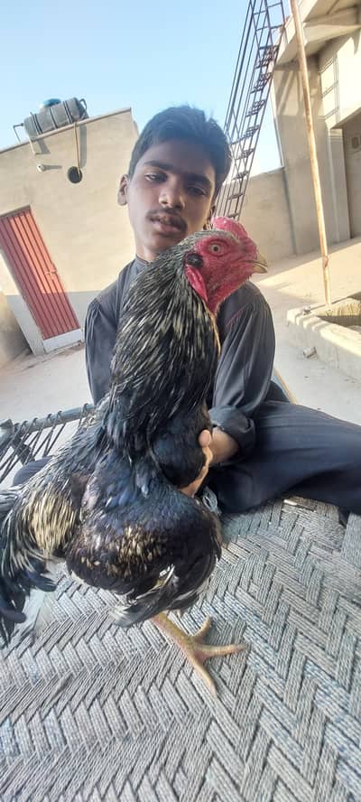 Indian marathi aseel cross