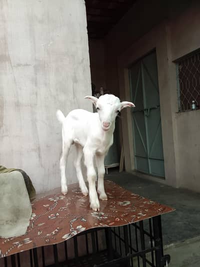 Pure Gulabi TeedA Male female White eyes