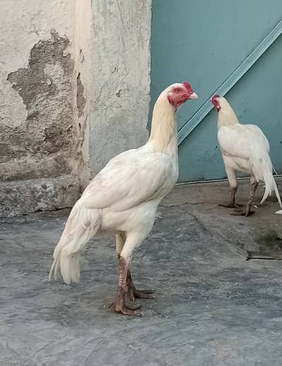 pure heera aseel pathy