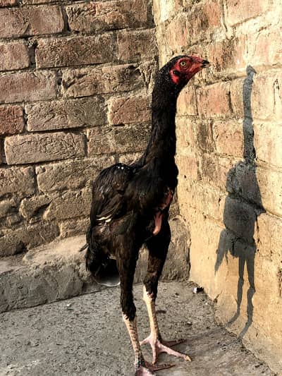 Shamoo / German shamoo / Black Shamoo / Shamoo /aseel shamo