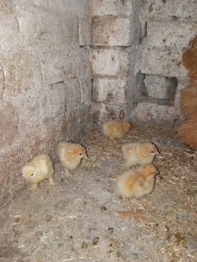 Golden Buff and Aseel Chicks