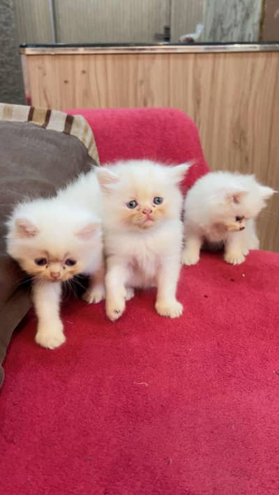 3 PURA WHITE CUBS FOR SALE 2 MALE HY 1 FEMALE CAT FOOD KHANA SHURU