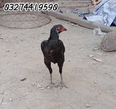 Thai + pakoya female