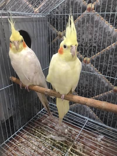 Cocktail lokking for new shelter