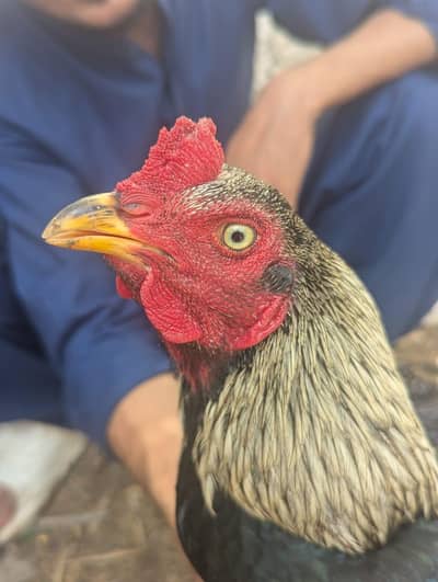 Aseel sindhi Murga  Phone number 03708625741