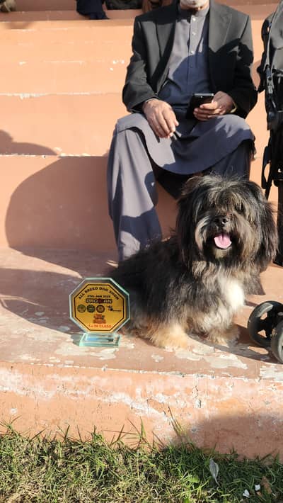 shihtzu male for sale