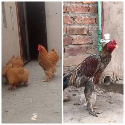 penus pakoya male 30 Golden buff trio 17k