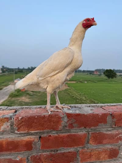 Pure Paper White Thai Female