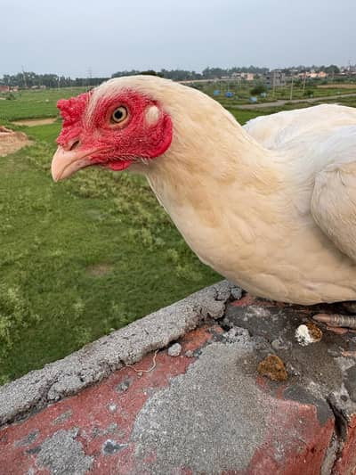 Pure Paper White Thai Female