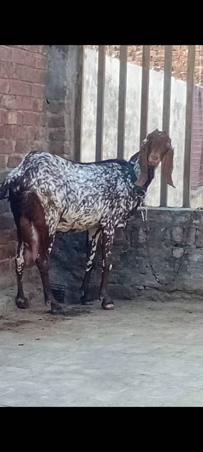 Gaban bakri for sale