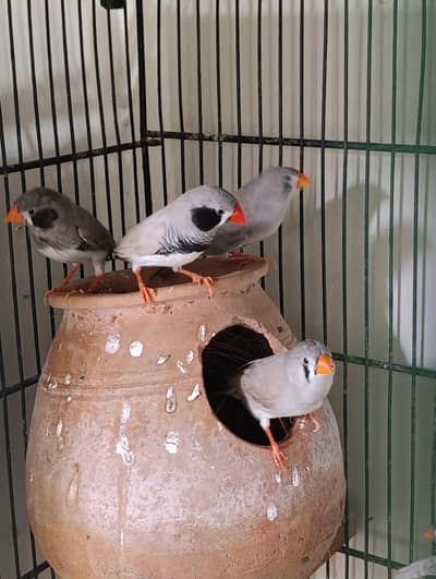 BREEDER PICES 600 PR PIC  almost 45 pices available number 03246300345