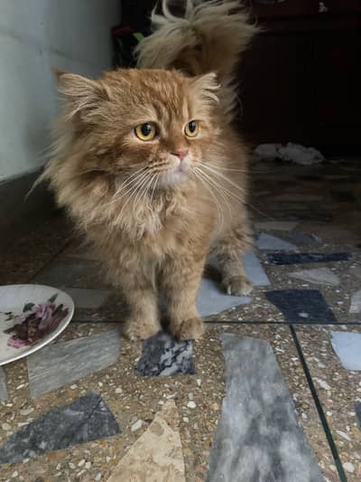 Persian cat male