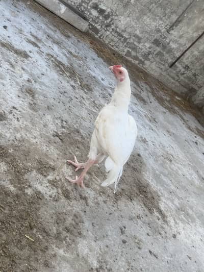 Aseel Heera Pair and Single