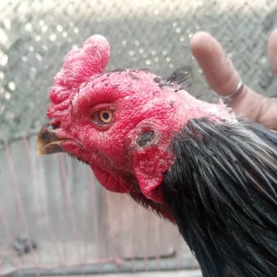 dragon aseel  pathy breader