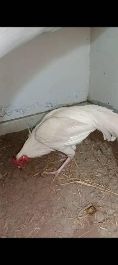 aseel hera pair or chicks