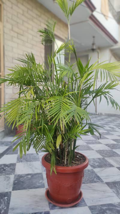 Beautiful -Healthy - Areca Palm with plastic light weight pot and tray
