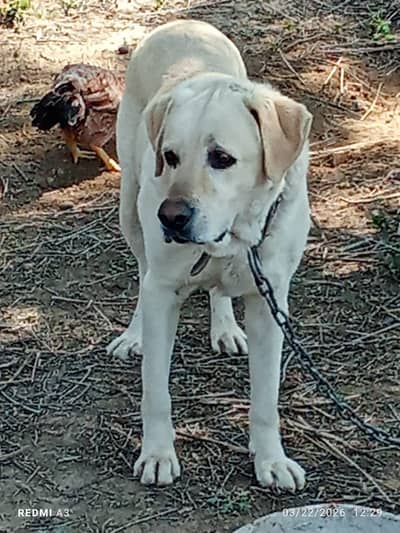 Labra dog ha aik Saal Ka ha exchange for gultar