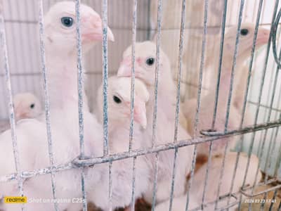 ASEEL QANDHARI HEERA CHICKS