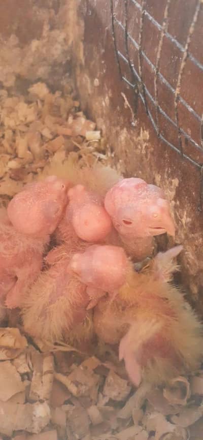 cocktail chiks red eye . 03081250912