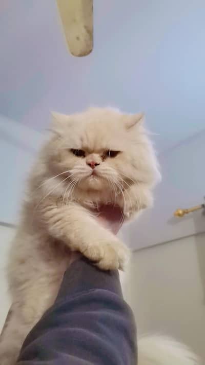 Persian Breeder Male