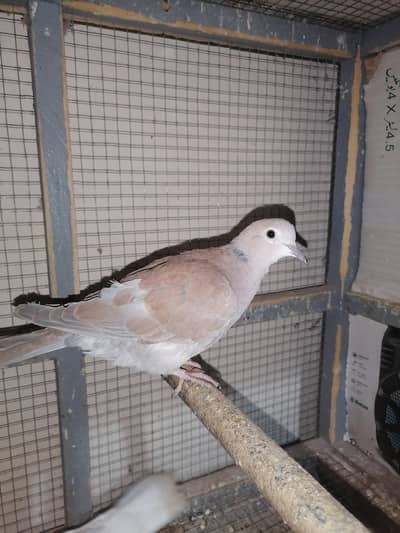 Adult dove male for sale